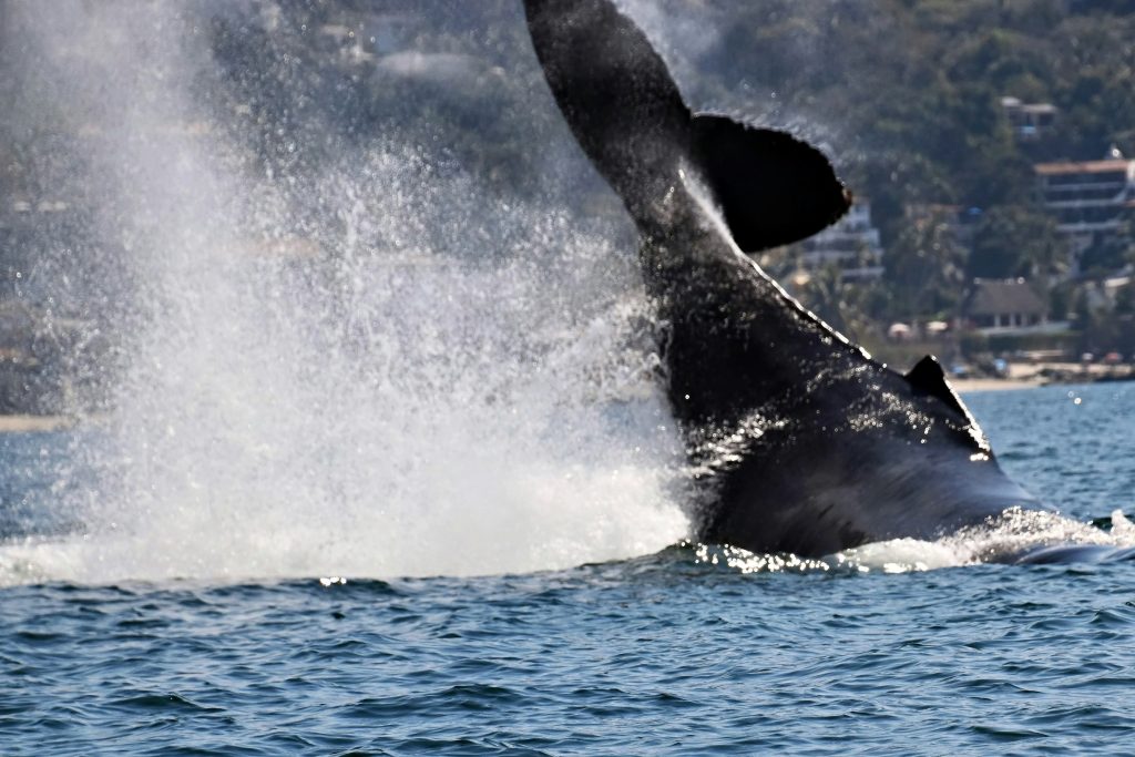 Baleia saltando fora da agua e levantando um grande respingo no oceano