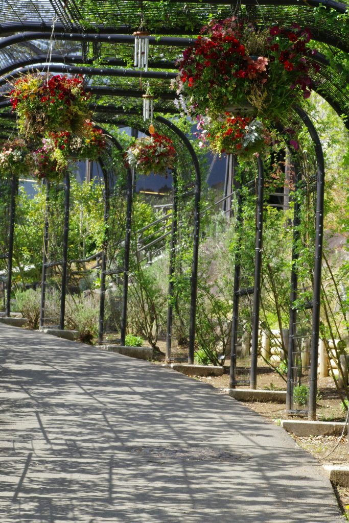 Trilha estreita atravessando um jardim de folhagens verdes e arbustos floridos