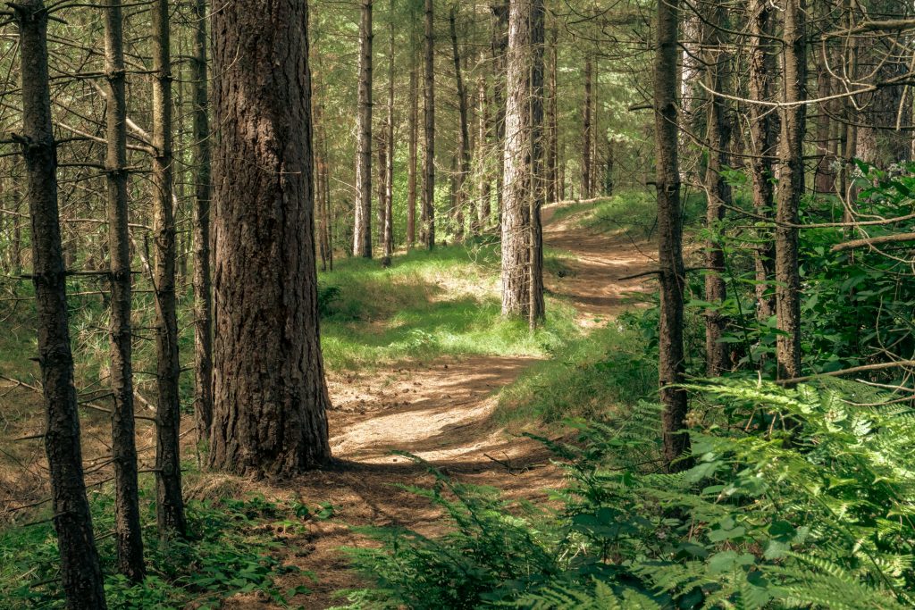 Caminho sinuoso na floresta com luz do fim de tarde filtrando entre os troncos